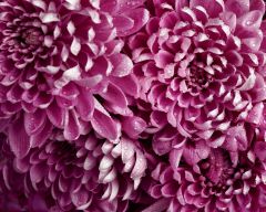 Tapeta Nature Flowers 492.jpg